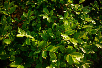 Obraz premium Nature spring concept. Green plant leaves background, top view. Juicy fresh new green leaves.