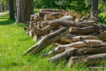 A pile of cut logs in the grass.  English countryside setting on the outskirts of woodland.