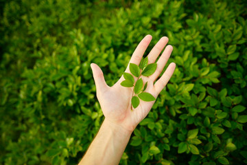 Ecology concept. Plant in hands. Nature green background. Caring and protecting nature.