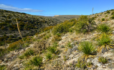Agave, yucca, cacti and desert plants in a mountain valley landscape in New Mexico,