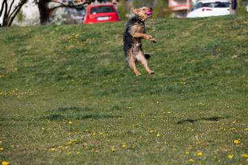 A black and brown mixed breed dog jumps to catch the thrown ball by the owner.