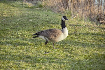 geese