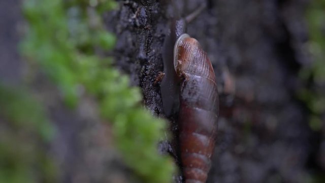 lumaca 