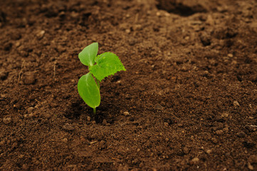 Just planted cucumber sprout. The concept of organic farming. Planting vegan food