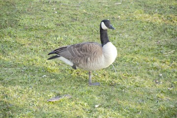 Geese