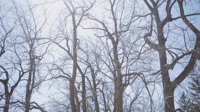 View Of Bald Trees And Branches With Bright Sky On The Background - Winter Landscape - panning up shot