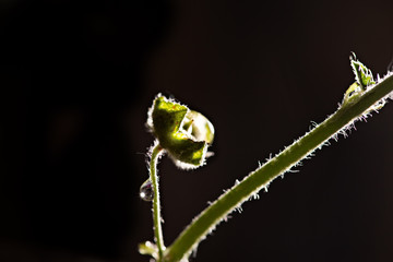 spring bottom of water drop on a green stem