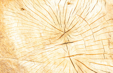 Log surface structure. Stumps and logs. Timber logging industry banner. Overexploitation leads to deforestation endangering environment and sustainability.