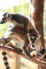 lemur on a tree