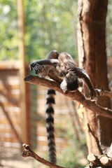 lemur on a tree © Мариам Каплан