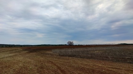 road gray and brown field against the background of a tree and a gloomy sky before the rain