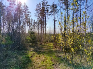 Obraz premium sunny evening among tall slender trees against a blue sky