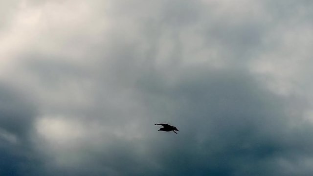 Slow motion of bird flying with wide open wings under cloudy sky
