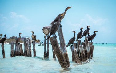 Aves del caribe