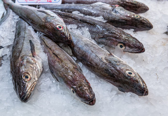 Fresh fish hake on a counter in a market in Barcelona, Spain.