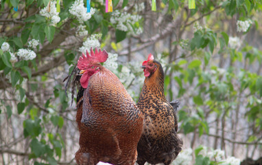 birds, cottage, chicken, bird, hen, farm, animal, rooster, poultry, agriculture, red, grass, nature, beak, feather, fowl, feathers, brown, green, natural, farming, rural, chick, food, cocker