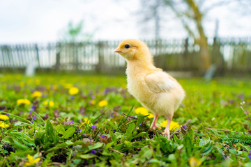  small yellow chicken walks in the summer on the green grass in the village