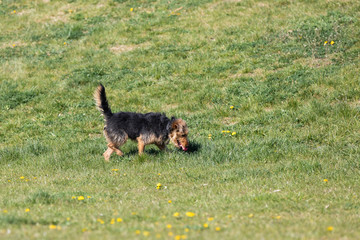 A young black and brown mixed breed dog walks with a small ball in his teeth and carries it to the owner.