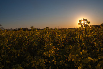 Sonnenuntergang im Rapsfeld