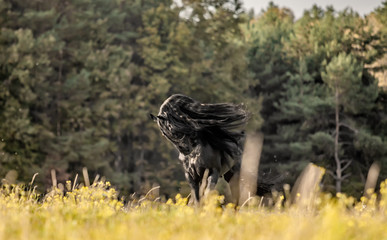 Beautiful black horse. The Friesian stallion gallops in the autumn meadow in the sun