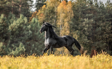 Obraz na płótnie Canvas Beautiful black horse. The Friesian stallion gallops in the autumn meadow in the sun