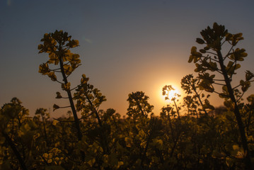 Sonnenuntergang im Rapsfeld