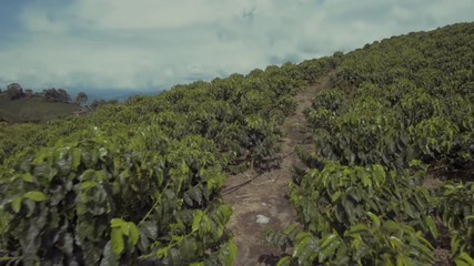POV walking in amazing landscape  between coffee trees in a Colombian coffee farm.