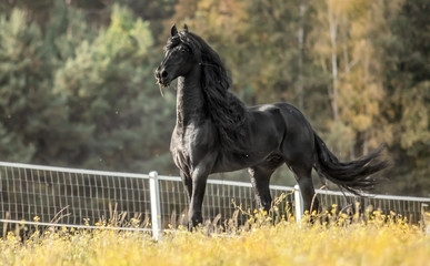 Beautiful black horse. The Friesian stallion gallops in the autumn meadow in the sun