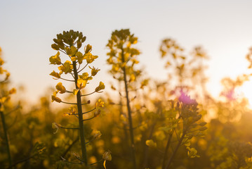 Nahaufnahme bei Sonnenuntergang im Rapsfeld
