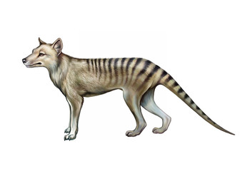 Fototapeta na wymiar Thylacinus, marsupial wolf