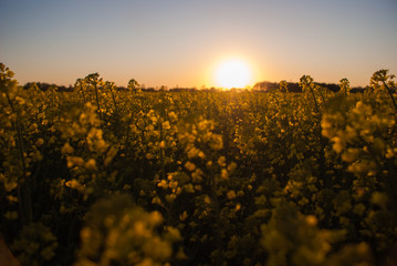 Sonnenuntergang im Rapsfeld