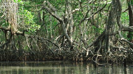 Manglar lleno de vida