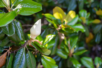 Obraz premium A large, creamy white southern magnolia flower is surrounded by glossy green leaves of a tree. White petal close up