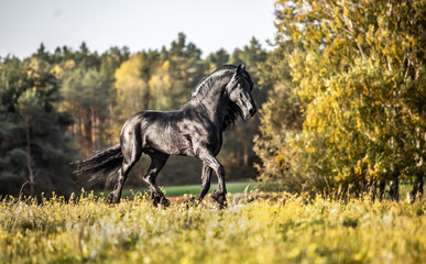 Beautiful black horse. The Friesian stallion gallops in the autumn meadow in the sun © agnieszka