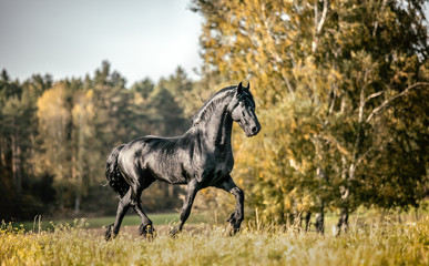 Beautiful black horse. The Friesian stallion gallops in the autumn meadow in the sun © agnieszka