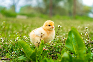  small yellow chicken walks in the summer on the green grass in the village