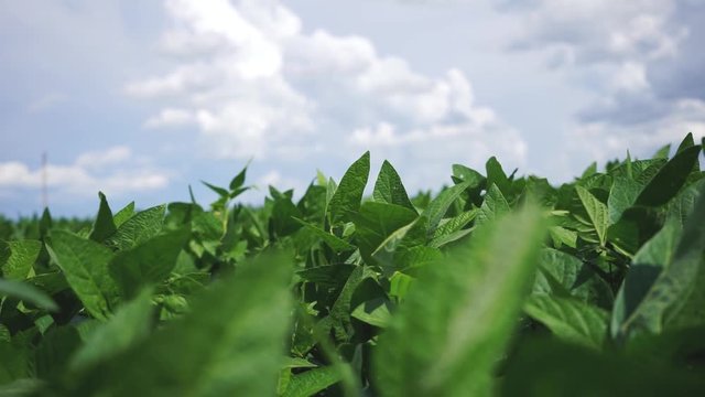 Cultivo de soja con cielo despejado