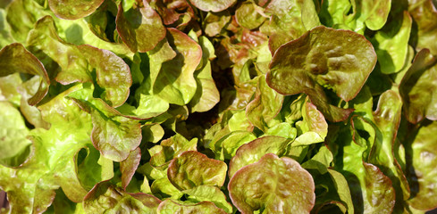 Fototapeta na wymiar Green oak leaf lettuce salad closeup background. Fresh organic lettuce healthy food. Organic vegan and vegetarian nutrition