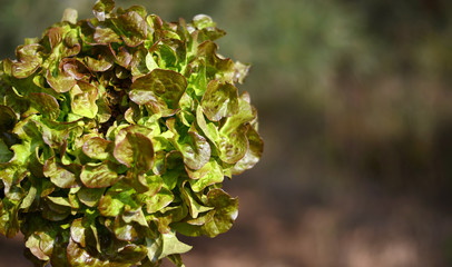 Green oak leaf lettuce salad head closeup on blurred background for text. Fresh organic lettuce healthy food. Organic vegan and vegetarian nutrition