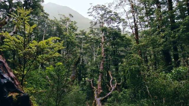 Dead fallen tree trunk in new zealand rain forest. Dark, moody rainy jungle landscape in mountain range forest. Hiking in cloudy national park of aotearoa. Old Maori tribe land.