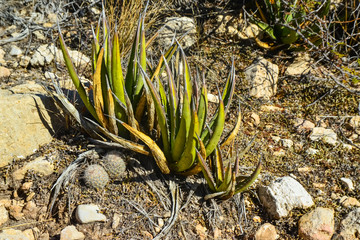 Agave, yucca, cacti and desert plants in a mountain valley landscape in New Mexico,