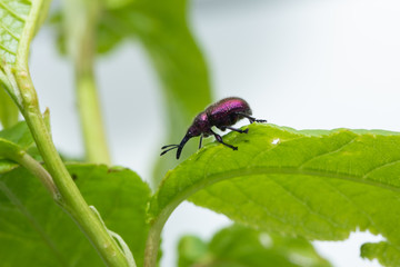 Weevil Beetle (Rhynchites bacchus) on a green leaf. Pest for fruit trees. a problem for gardeners and farmers.