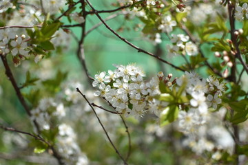 white flowers of a cherry