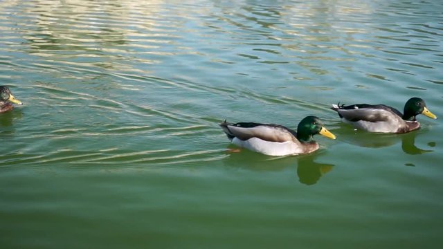 Three ducks swimming in a fountain, slow motion