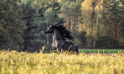 Beautiful black horse. The Friesian stallion gallops in the autumn meadow in the sun © agnieszka