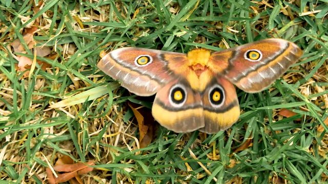 Polyphemus moth with beautiful patterns sitting on grass, seemingly shivering