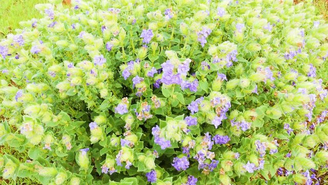 During the Monsoon season the Karvy bush is in full bloom with its beautiful purple violet flowers in the Western Ghats of India , when it lush green