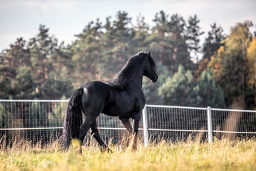 Beautiful black horse. The Friesian stallion gallops in the autumn meadow in the sun © agnieszka
