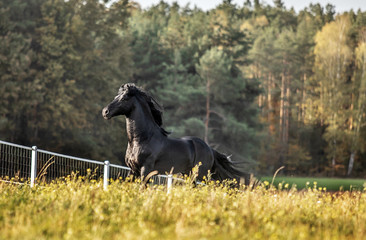 Beautiful black horse. The Friesian stallion gallops in the autumn meadow in the sun © agnieszka