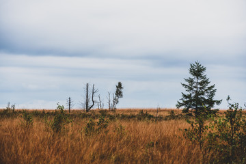 Moorland landscape of the High Fens in autumn, Belgium..